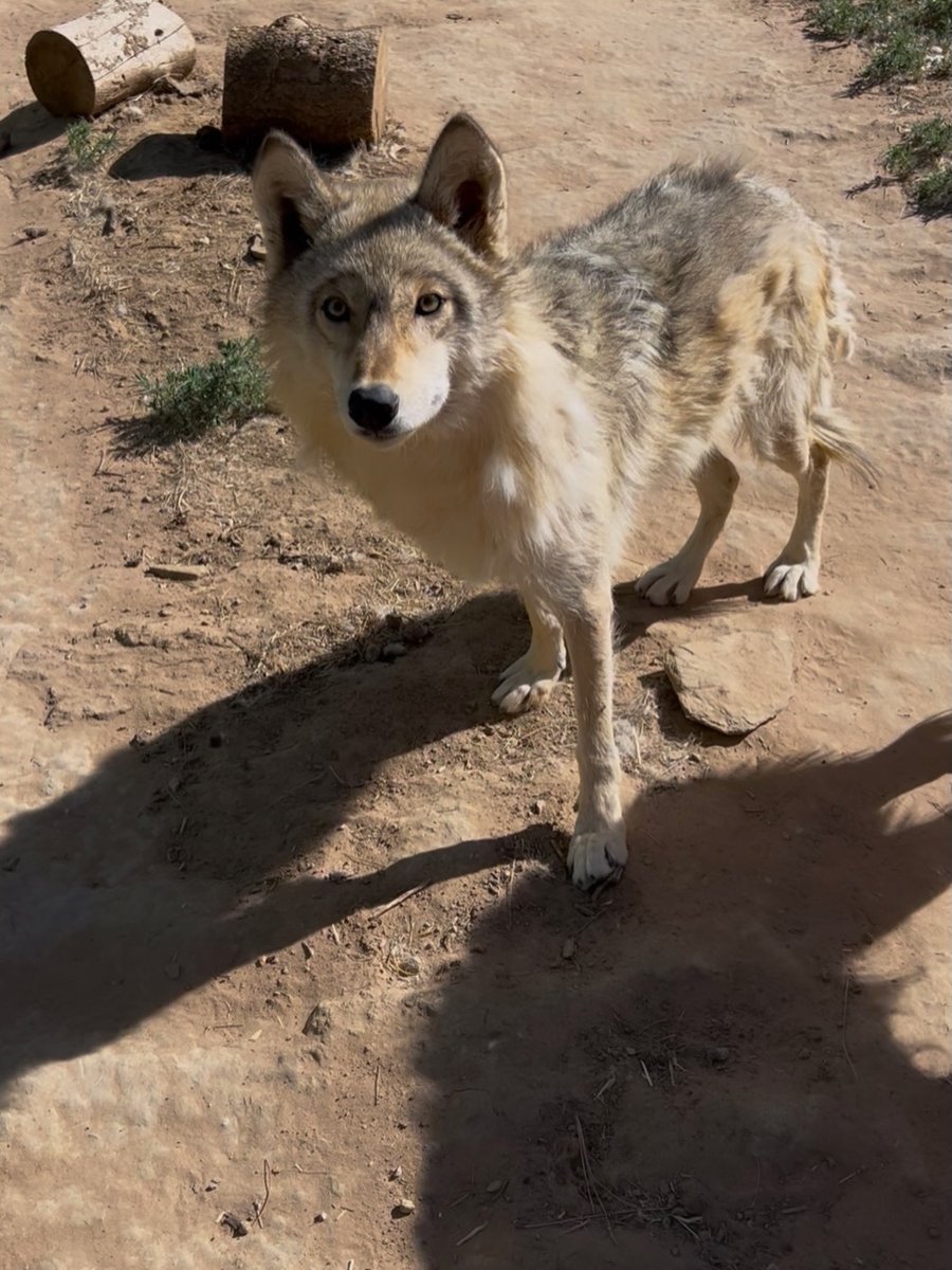MarlinGielv8's tweet photo. A deeply personal update: After 15 years in OCD remission, I recently relapsed, fixating on the persecution of wolves. I sought help and recovered. The wolves’ message was simple: Don’t be afraid. Thank you to everyone fighting for them. https://t.co/FTneoBKB4d