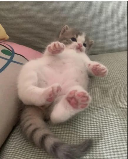 elfjy's tweet photo. i feel like this sometimes https://t.co/A0zKuX553j