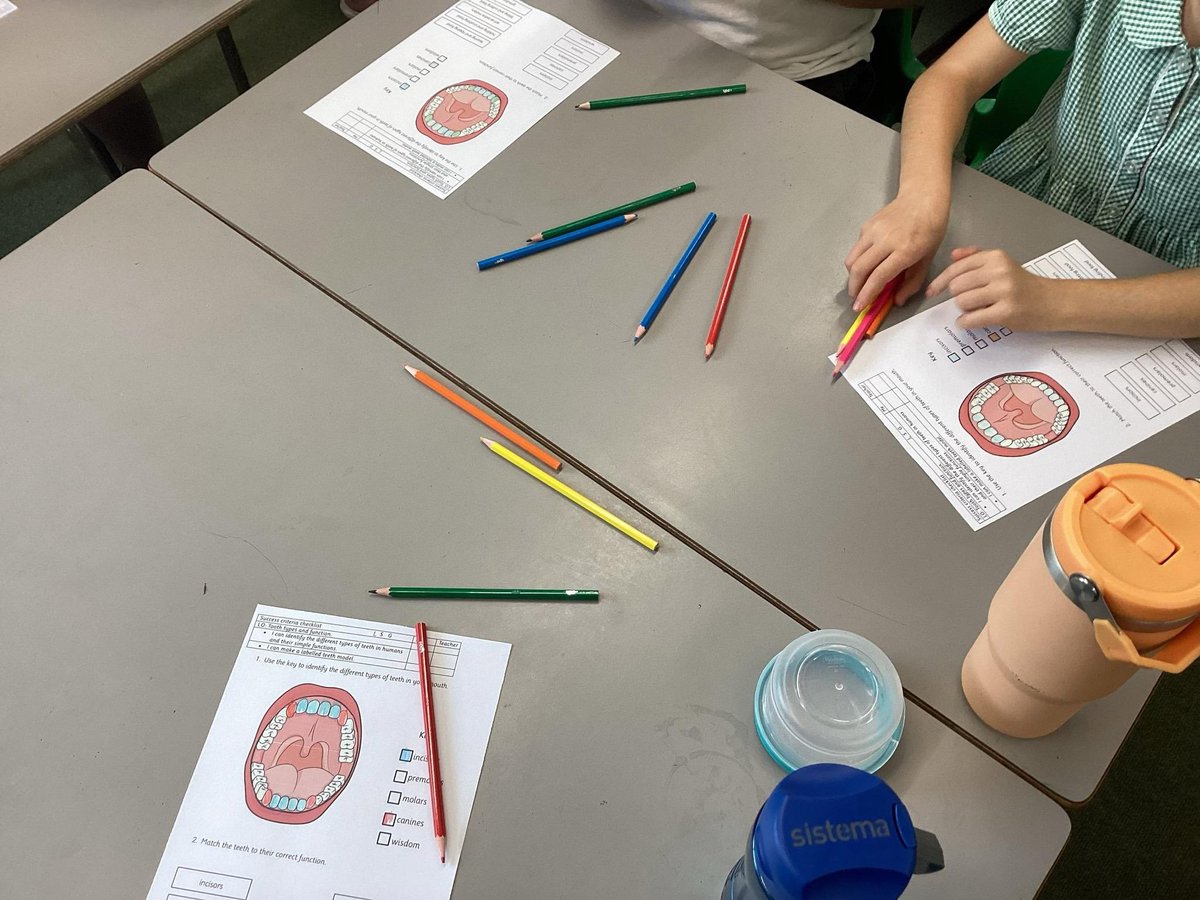 ForestersPS's tweet photo. 🦷 Yesterday, Pine Class sank their teeth into science! 🦷
Year 4 have been learning all about the different types of teeth and their important functions. From sharp incisors to grinding molars, we’re becoming tooth experts! 😬✨
#PineClass #PrimaryScience #Year4 https://t.co/a0km2P0Nj5