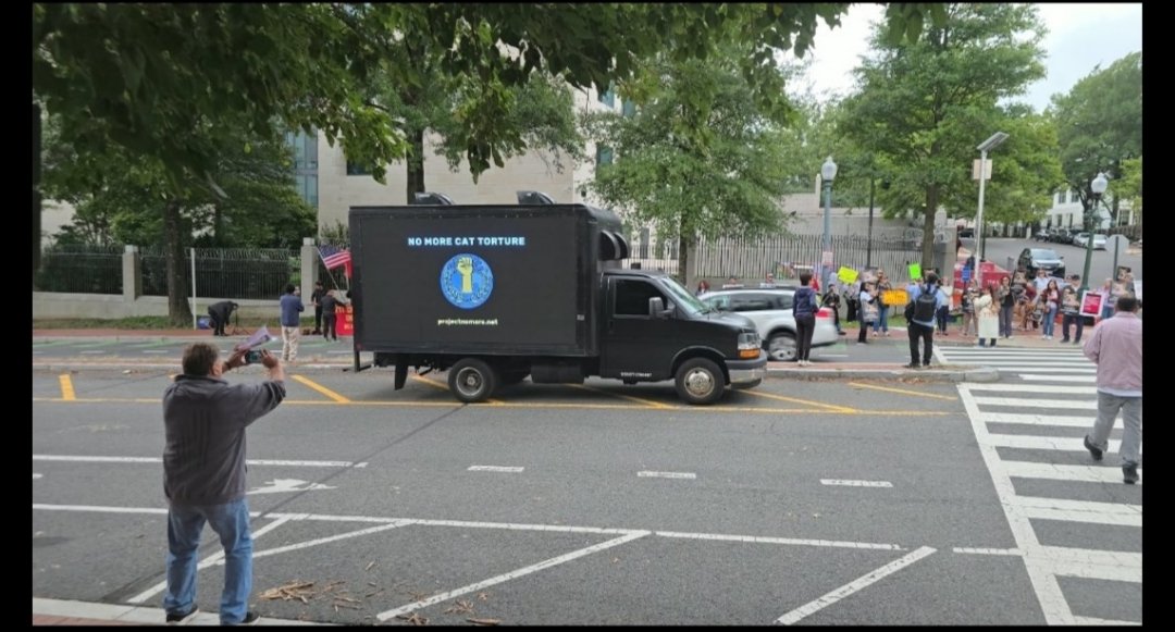 Project_NoMore's tweet photo. Three more pictures from our campaign!
The Truck displayed sensitive Images/Videos from Chinese Cat torture content, which is legal there.
Abusers doesn't get punished for their cruel Hobby.
#TrumpXiSummit
#SaveChinasCats https://t.co/jtbqFPplz7