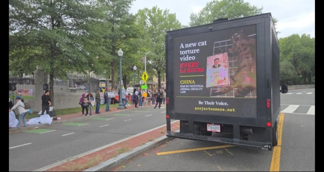 Project_NoMore's tweet photo. Three more pictures from our campaign!
The Truck displayed sensitive Images/Videos from Chinese Cat torture content, which is legal there.
Abusers doesn't get punished for their cruel Hobby.
#TrumpXiSummit
#SaveChinasCats https://t.co/jtbqFPplz7