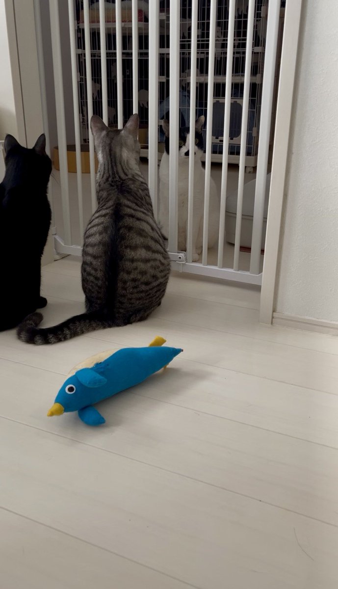 BonchanCat_0423's tweet photo. おはようございます
毎日ねっこ
面会？😂
#保護猫と暮らす #猫のいる幸せ https://t.co/4nWUwKwMDA