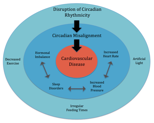 BasedBiohacker's tweet photo. most people think circadian rhythm is just about sleep, but in reality it governs:

- testosterone and growth hormone release timing

- melatonin and antioxidant defense

- immune cell activity and inflammatory response

- neurotransmitter synthesis

- DNA repair mechanisms (this peaks at night)

- cortisol production and stress response curve

- insulin sensitivity and glucose metabolism

- blood pressure fluctuation throughout the day

- body temperature regulation

- gut motility and digestive enzyme release

- liver detoxification cycles

- cell division timing (disruption = cancer risk btw)

- cognitive performance windows and memory consolidation

- mood regulation, emotional resilience

EVERY chronic disease has a circadian component. metabolism, immunity, cognition, hormones - all of it follows circadian patterns.

when the clock breaks, everything downstream fucking disintegrates with it.

the clock lives in your pineal gland.

epitalon is the only compound with documented evidence of directly restoring pineal function, reactivating melatonin synthesis machinery, and resetting clock gene expression at a molecular level. not exogenous melatonin.

when you supplement epitalon, you're not just "fixing sleep", you're hitting all the points i described above.

and that's part of why the kiev study resulted in a 40% mortality reduction. your local pharma rep won't mention that though. not medical advice...

3-6mg/ day for at least 30 days this winter. effects persists after you quit dosing for a good while.

the epitalon i use is linked below (or you can pin - more links for this in website linked in profile)

epitalon = circadion = AEDG, btw. 

BASED gives you a 10% discount on all of the below. 

US epitalon: https://t.co/0Pfcd217ge

EU epitalon: https://t.co/AjQKDSQ12n

UK epitalon: https://t.co/u313Vnkw5g