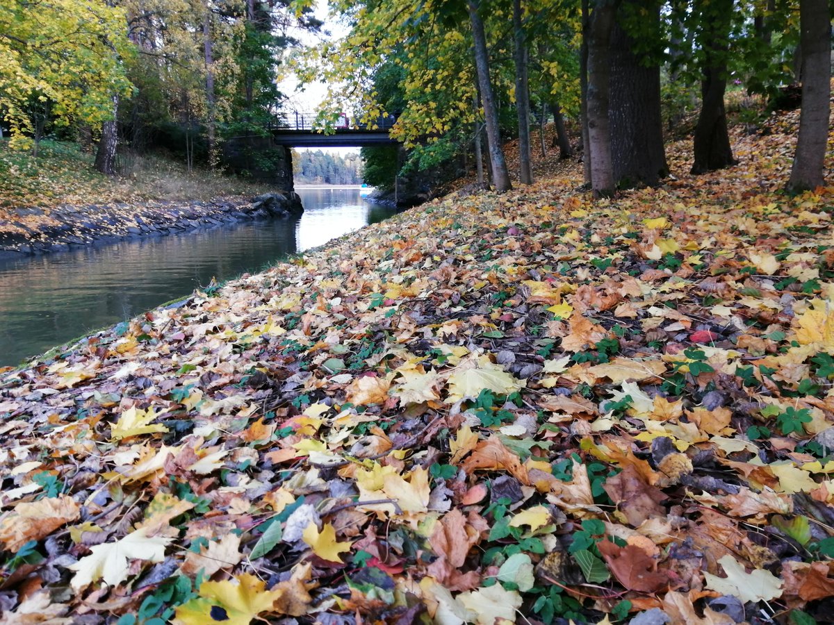 kristiina360's tweet photo. #FridayVibes đđ
#nature #Helsinki #Finland #weather #naturephotography #luonto #autumn https://t.co/ihpH7R9Nev