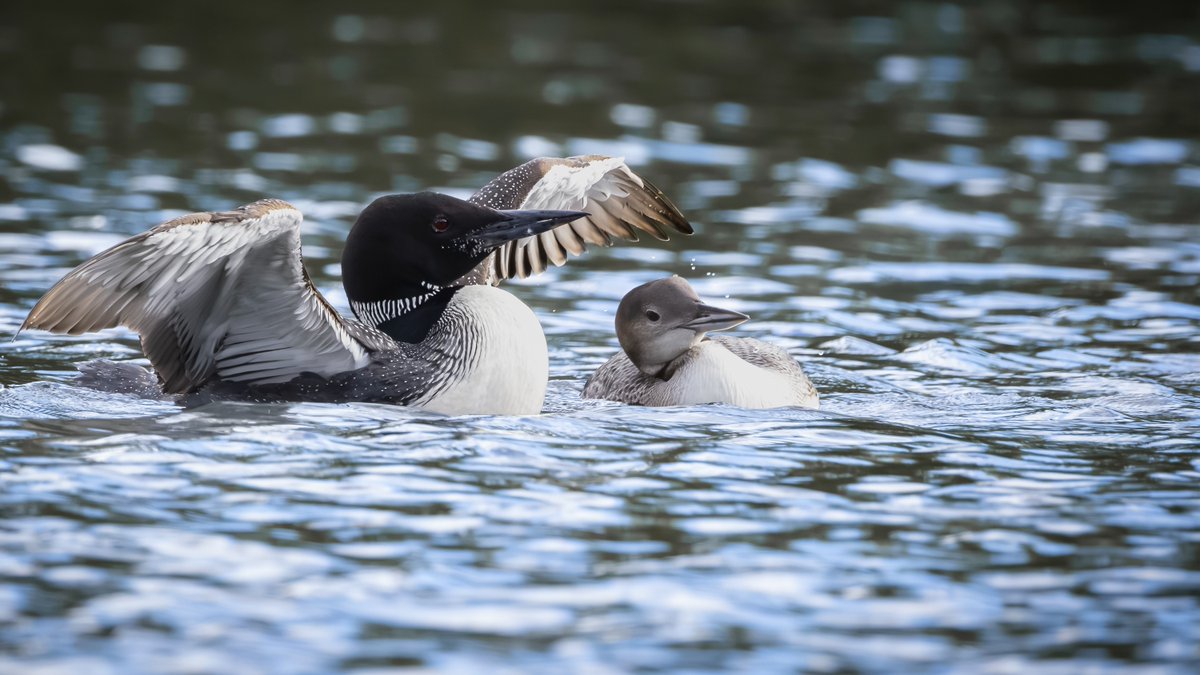 JeniferMisz6's tweet photo. A rare, heartwarming moment in the wild: an adult Common Loon stretches its wings beside its curious chick. Patience, fast tracking, and precise timing made this unforgettable scene worth every effort. https://t.co/uU1zlNgMB1