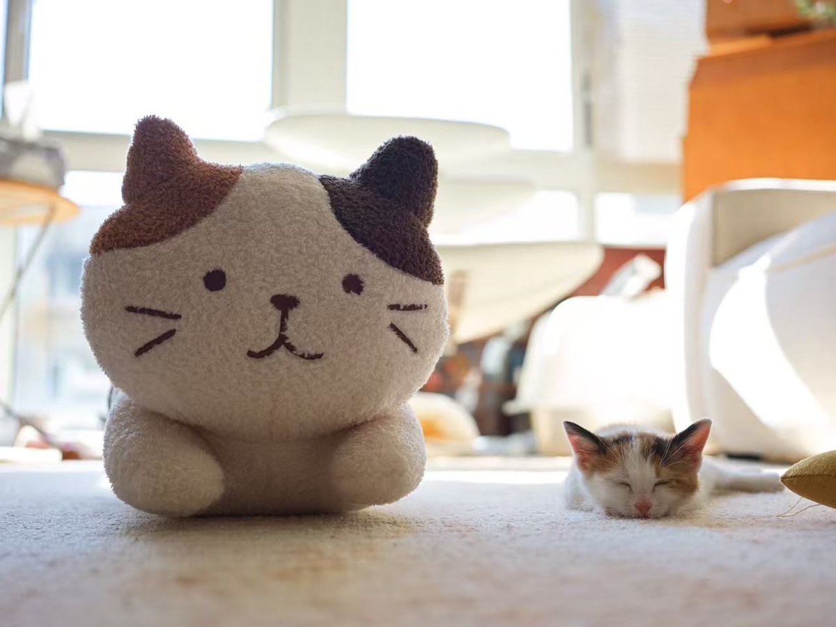 AlonzoLiteve's tweet photo. Just found my campus stapler has a "collaborator"—a tiny stuffed cat that sat on my desk for 3 days, helping me staple exam papers faster https://t.co/4B7GvjV1iU