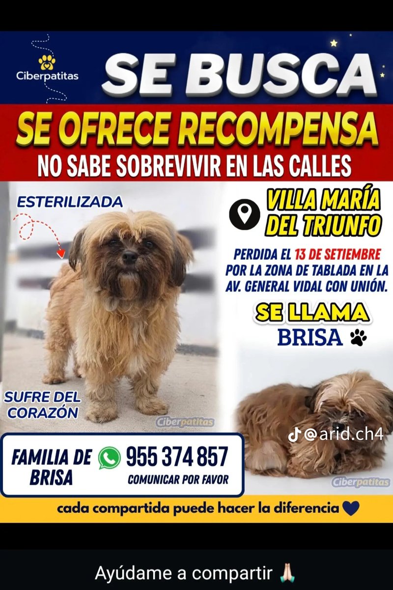 danegamez's tweet photo. Se perdió en Villa María del Triunfo - Lima.
Su dueña está desesperada.
Ayudemos a Brisa a volver a casa. 
Tu RT hace la diferencia https://t.co/RZTdSWUlSC
