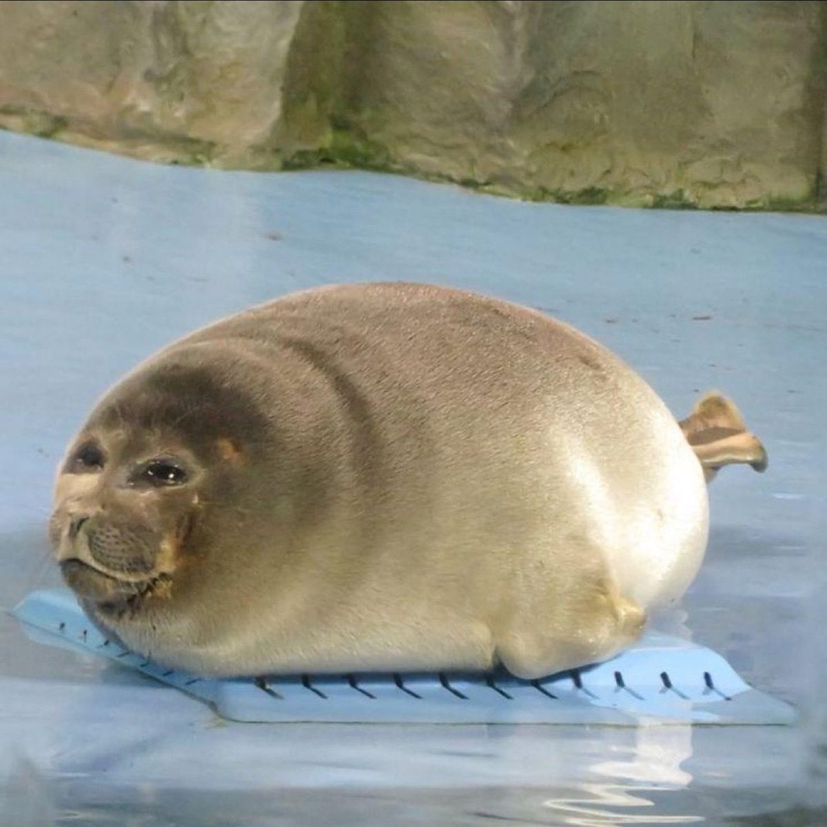 seally45's tweet photo. @maoulvHero I don't understand a single thing but i gib old lady a seal https://t.co/RKSkuhetdg