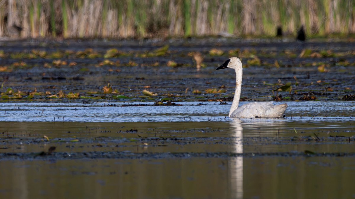 JeniferMisz6's tweet photo. Serene waters and majestic grace. Capturing this Trumpeter Swan gliding across the glassy surface demanded patience and precision. Freezing this peaceful moment made every challenge behind the camera worthwhile. https://t.co/9xzSAXCwx9