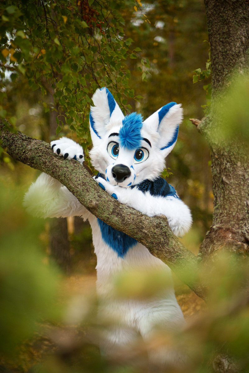 Lutufox's tweet photo. Summer's gone, but it'll come again next year 🍂
#FursuitFriday
📷: @electrixfox https://t.co/LebvTrQiSr