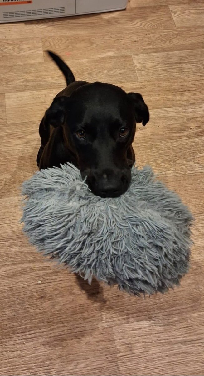 RosabellaMel's tweet photo. 1 week of Roo 🐶🐶 https://t.co/RKSwD9bcGK