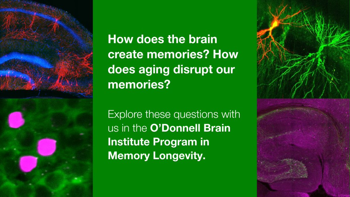 UTSWBrain's tweet photo. Interested in helping define the future of memory research?
The Program in Memory Longevity is recruiting a tenure-track Assistant or Associate Professor to help advance our understanding of memory and its disruption in aging and disease.
Learn more: https://t.co/PqpnrCNvgF https://t.co/MGS2CknVXR