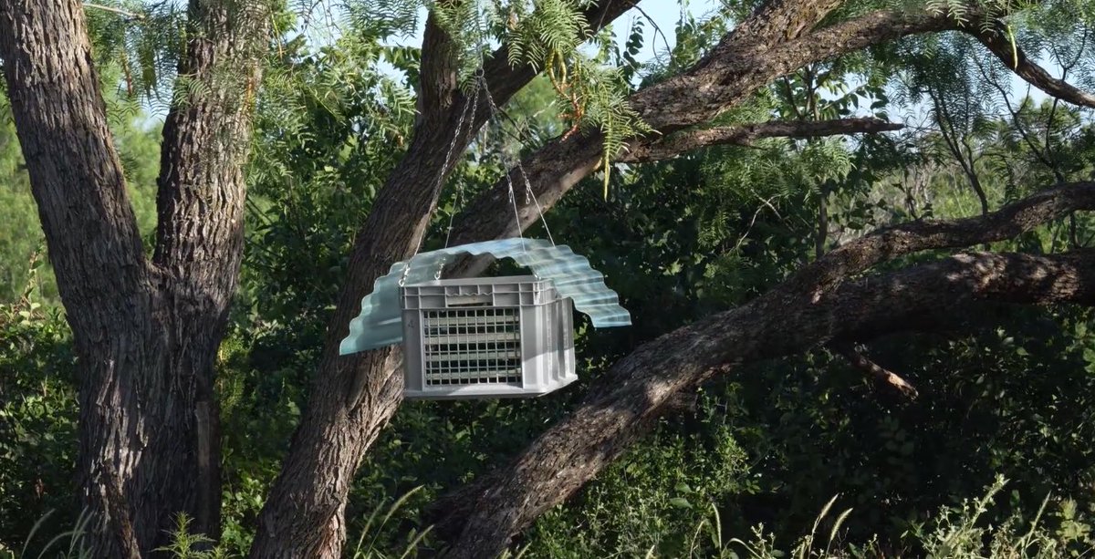 Screwworm_RR's tweet photo. 🪰 Tactical Fly Deployment is in Full Force! 🪰 

USDA teams are hitting the ground, releasing over 37,288,560 sterile flies from targeted chambers since February.  

This ground blitz works hand‑in‑hand with @USDA’s aerial sterile insect releases, flooding high‑risk areas with precision coverage to stop New World screwworm in its tracks. #USDAOnTheGround