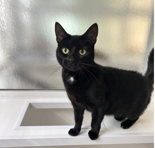 team_greenacres's tweet photo. 🐈‍⬛Meet Tilly, a beautiful black cat who we believe is around 2 years old🐈‍⬛

💔She is a very sweet & gentle girl who sadly had a frightening experience before coming into our care

Tilly was the victim of an incident involving a pellet gun, incredibly, she survived. Some of the pellets were removed, although she does still have at least one remaining. Thankfully, this is causing her no issues. She is now safe & receiving the care she needs💔

🐈‍⬛She is such a lovely girl & deserves nothing but love, patience & kindness from here on

🏡What Tilly needs more than anything now is a loving, safe & secure home

🏡A home where she can put her difficult past behind her & learn that people can be kind

🏡We hope there is someone out there who will see the beautiful soul behind these eyes & give Tilly the happy future she so deserves

🏡If you think you can offer Tilly the right home, please complete the application form by following the link below👇

🔗
https://t.co/0VZ7FI0Ex7

📝FYI: Applications are processed Monday to Thursday. Please be patient, our Rehoming Team will be in contact with you as soon as possible📝

🏡🏥All successful applications are subject to home & Vet checks🏥🏡

📍Our animals are based in #Pembrokeshire South West #Wales While we do rehome across the UK, please keep our location in mind because visits to the centre are essential. We may also prioritise homes that are closer to the rescue 

For full details on our adoption process please visit: 

🔗 
https://t.co/P5YZxvile6

Can't adopt right now? The best way to help an animal in need is to:

🔁SHARE THEIR POST so it reaches their forever home🔁

📝Engage with their post by leaving a comment or an emoji because this helps with the X algorithm📝

Thank you for considering adoption & for helping us find a truly special home for Tilly 💚🙏💚

#teamgreenacres #rescue #rehomehour #caturdayeve #caturday #CaturdaySaturday