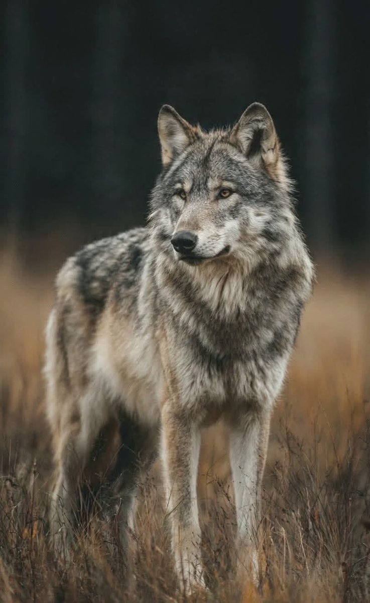 wolflope's tweet photo. https://t.co/5OlRF5dvgS