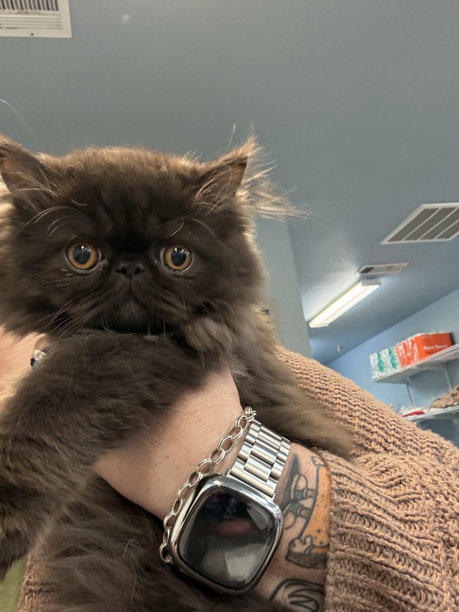 SpayNeuterNet's tweet photo. Meet Christmas 🎄🐱
Yes, her name is Christmas & she stopped by for her spay!
#ChristmasTheCat #SpayAndNeuter #CatCare #FelineFriends https://t.co/0NPKHqywLa