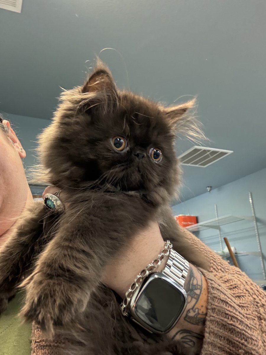 SpayNeuterNet's tweet photo. Meet Christmas 🎄🐱
Yes, her name is Christmas & she stopped by for her spay!
#ChristmasTheCat #SpayAndNeuter #CatCare #FelineFriends https://t.co/0NPKHqywLa