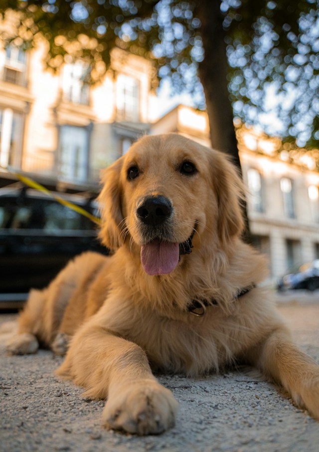 SWLakePark's tweet photo. Lake Park now has a new service dog.  🐶

https://t.co/IOWrNToRWv https://t.co/53unFIuHvA
