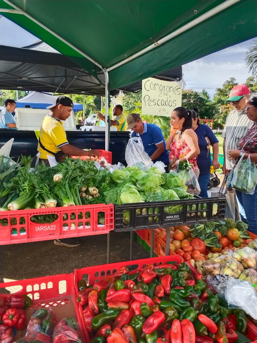 IMA_Pma's tweet photo. 📍Chiriquí - Con un impacto directo en la economía familiar, la Agroferia del IMA llegó este viernes a la cancha de Caldera, distrito de Boquete, logrando la comercialización de 20,400 libras de arroz a beneficio de 916 asistentes. #ConPasoFirme https://t.co/a4N3Li6rvp