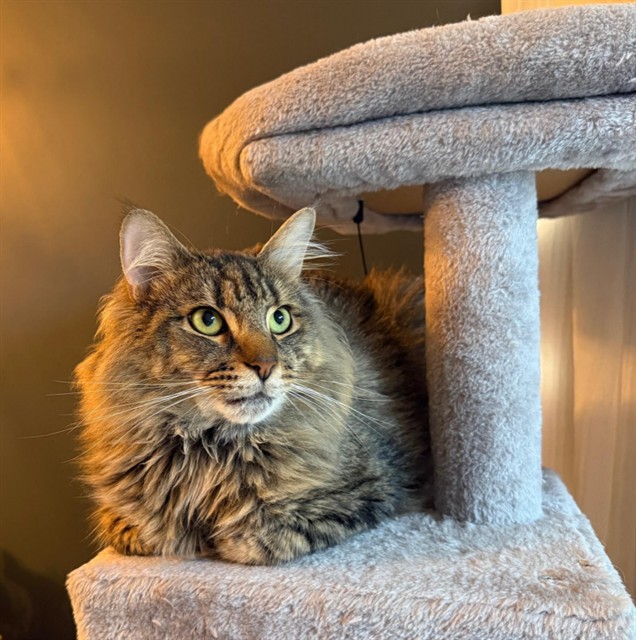 ottawahumane's tweet photo. Meet Robert! He's a three-year-old sweetheart looking for his loving forever home. He's a big fan of playing with his cat wand toy, lounging in his cat tree and curling up in a cozy lap.

Adopt Robert: https://t.co/w2G5DJm6Gx https://t.co/k0wn9CWE0s