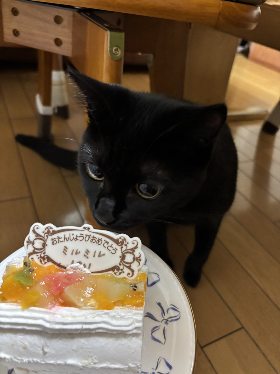 Sl9rJ's tweet photo. ミルミルは1歳になりました🐈‍⬛✨
ケーキを怖がる面白い子に育ちました🎂

(犬猫用ケーキ、マジパンプレートです) https://t.co/KrIRAa4v6N