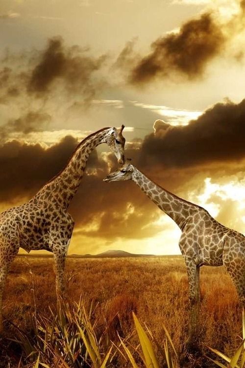 mood_buddha's tweet photo. To be known and still loved, is a beautiful thing. https://t.co/GMniG7pmGZ