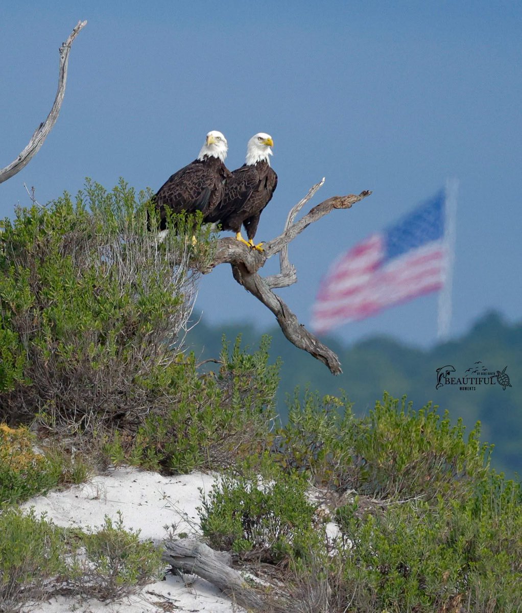 AllEmeraldCoast's tweet photo. Eagles on the beach road between Navarre Beach &amp; Pensacola Beach- photo by my friend BeBe Booth https://t.co/JLPWZOOZIf