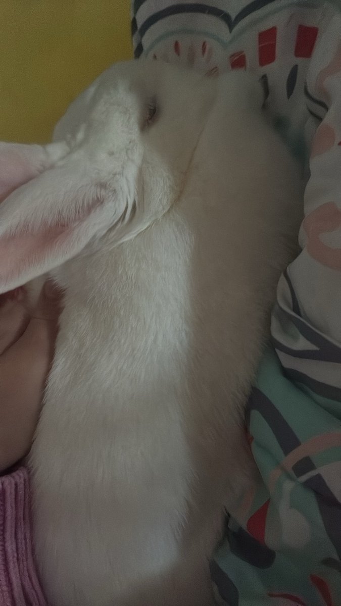 trickstermodus's tweet photo. my beautiful baby bunny💖💖 https://t.co/84bdogdfND
