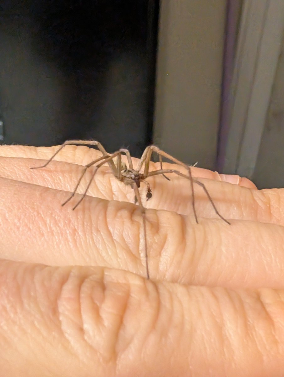 SteKairos's tweet photo. Everyone say goodnight to spider steve https://t.co/BYClweYaIS