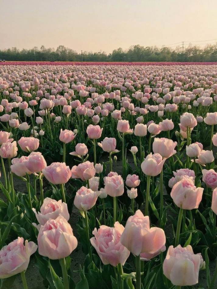 solero_O's tweet photo. 季節柄もあるかもだけど、Kコスメのスキンケアではしっかり保湿成分を与えるってより「肌バリア」を守るための手助けをするって感じの処方が増えてきた気がする。 https://t.co/zYynzRtV9t
