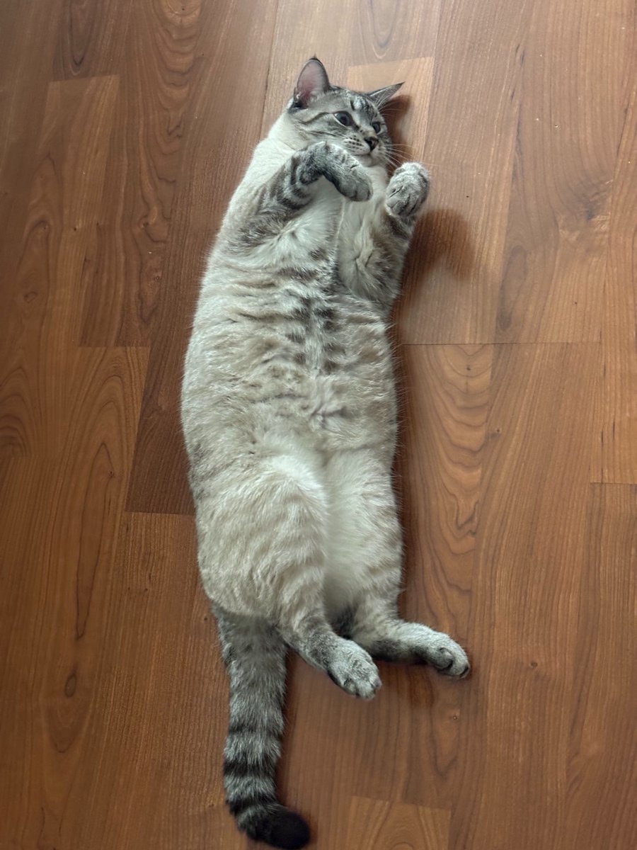 s0ulglitched's tweet photo. does anyone else’s cat love hitting this pose when they lay down. these were taken on different days. she just stays like this https://t.co/2JuLnZsVWV