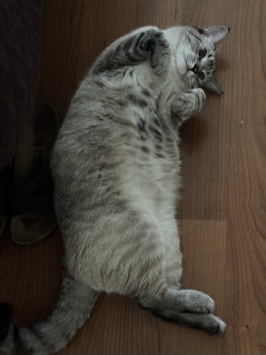 s0ulglitched's tweet photo. does anyone else’s cat love hitting this pose when they lay down. these were taken on different days. she just stays like this https://t.co/2JuLnZsVWV