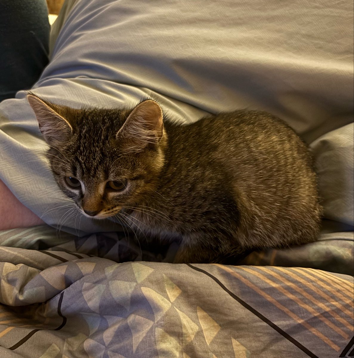 tomatocatmp3's tweet photo. @croquemonsier It’s a girl 💕 my parents think of naming her trish but I’m calling her crisp lol https://t.co/m4nqvXiLx2