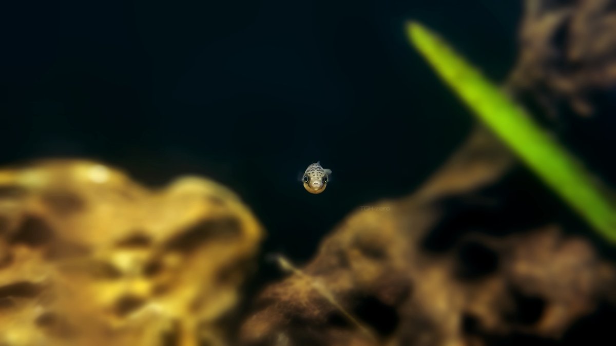 theguiltyhero's tweet photo. I hired this baby dwarf pufferfish to check your posture. https://t.co/0DKuXK9O5w