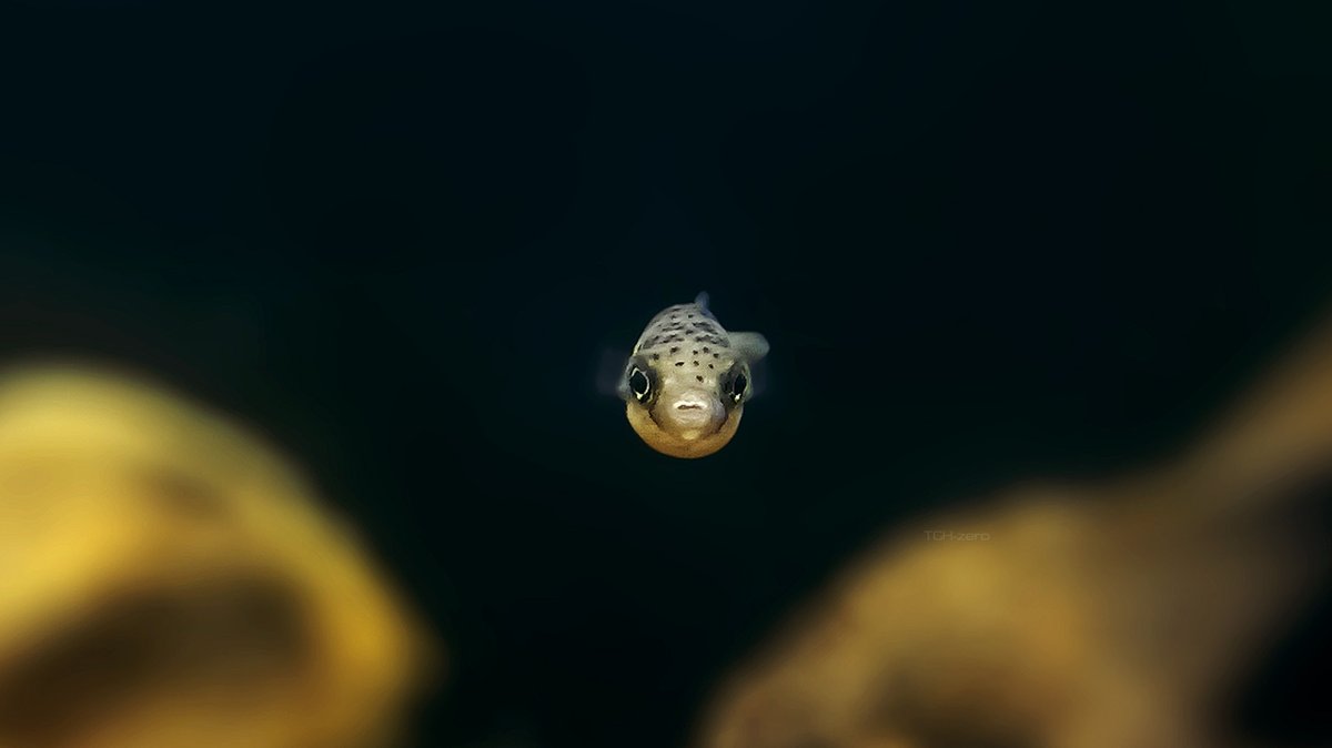 theguiltyhero's tweet photo. I hired this baby dwarf pufferfish to check your posture. https://t.co/0DKuXK9O5w