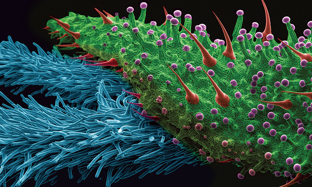 Eternally_Jaded's tweet photo. Cannabis flower under an electron microscope https://t.co/WPrgW4E3Gn
