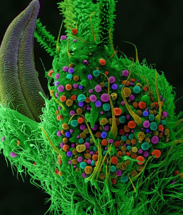 Eternally_Jaded's tweet photo. Cannabis flower under an electron microscope https://t.co/WPrgW4E3Gn