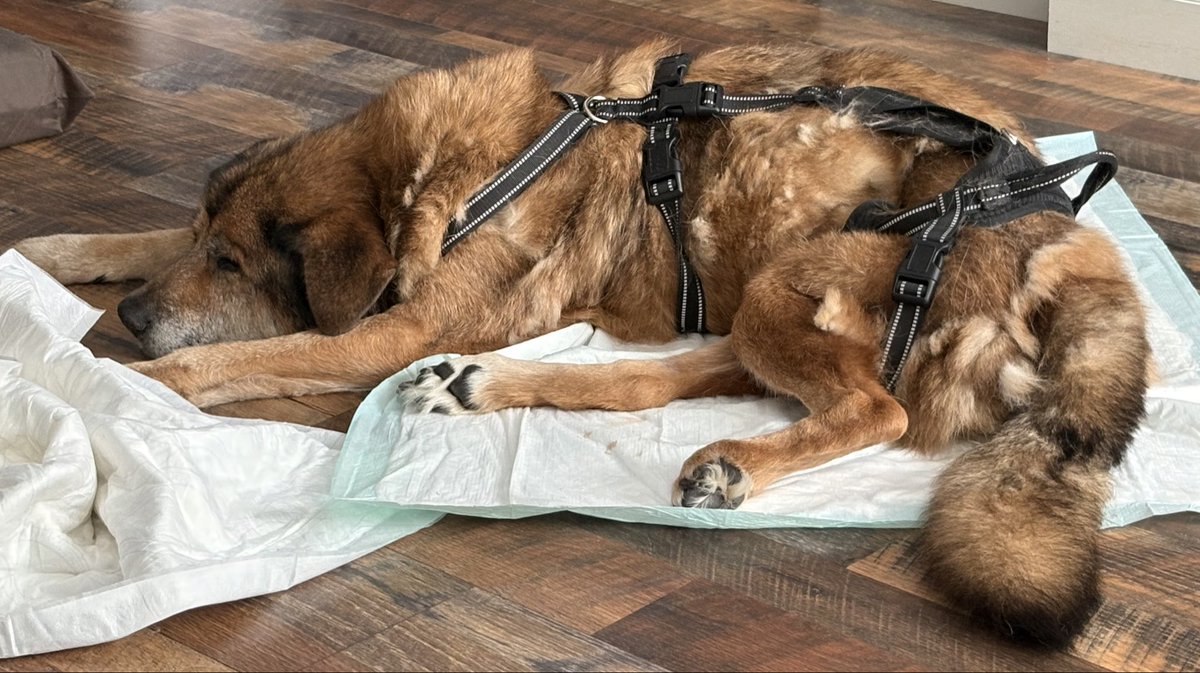 mcdonald_shell's tweet photo. My poor Cowboy is just miserable. This is absolutely heart wrenching to have to watch and hear the sounds he’s making. 😢💔🙏🏻 https://t.co/ZkIuoiRkYZ