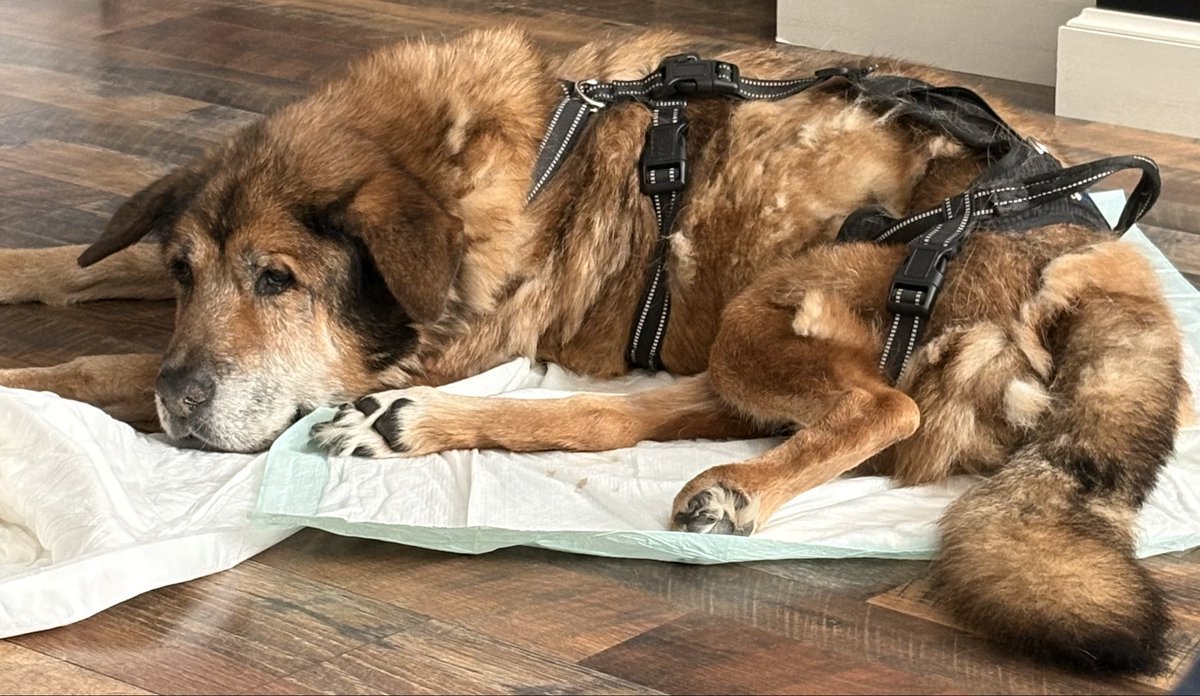 mcdonald_shell's tweet photo. My poor Cowboy is just miserable. This is absolutely heart wrenching to have to watch and hear the sounds he’s making. 😢💔🙏🏻 https://t.co/ZkIuoiRkYZ