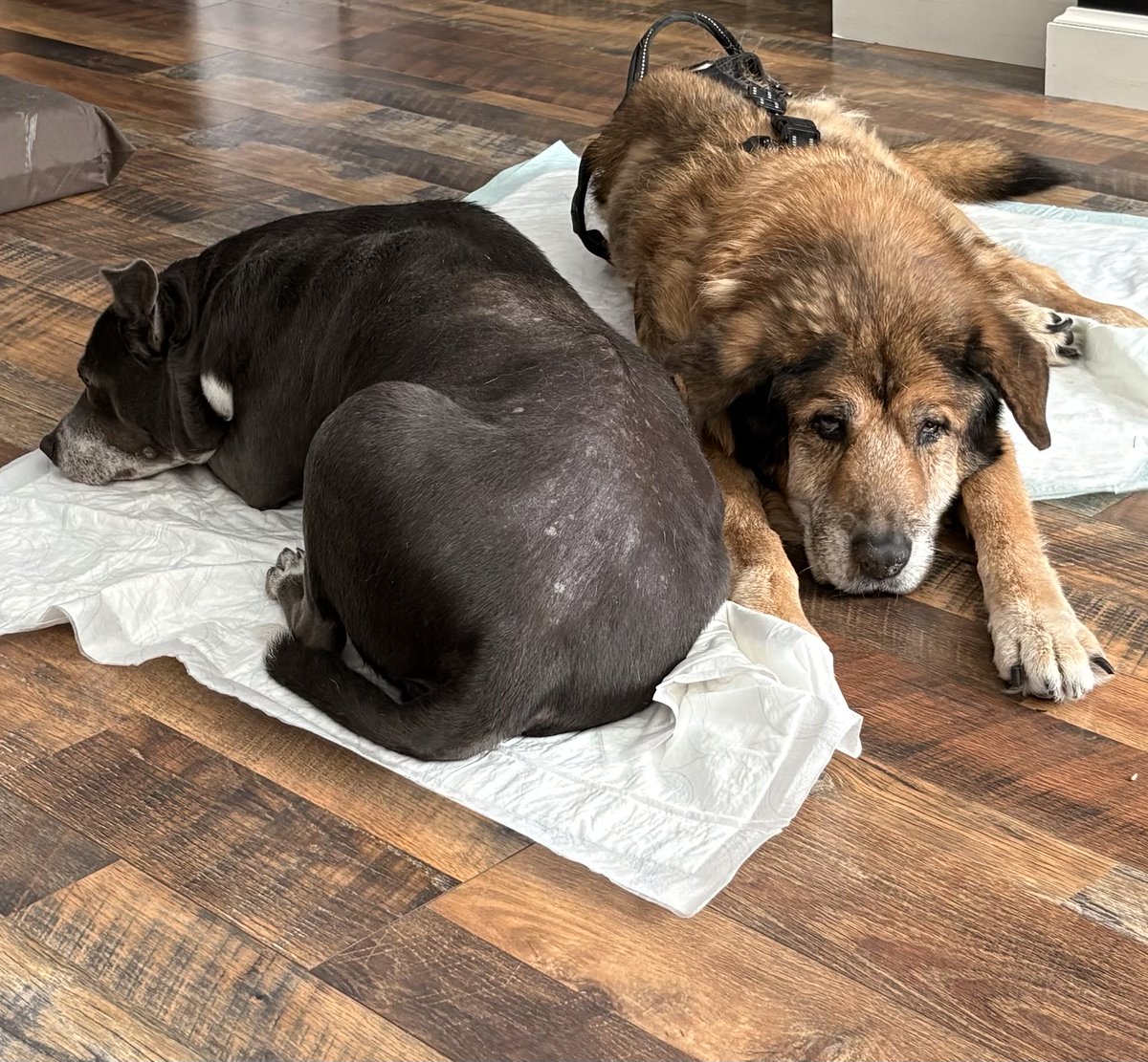 mcdonald_shell's tweet photo. My poor Cowboy is just miserable. This is absolutely heart wrenching to have to watch and hear the sounds he’s making. 😢💔🙏🏻 https://t.co/ZkIuoiRkYZ