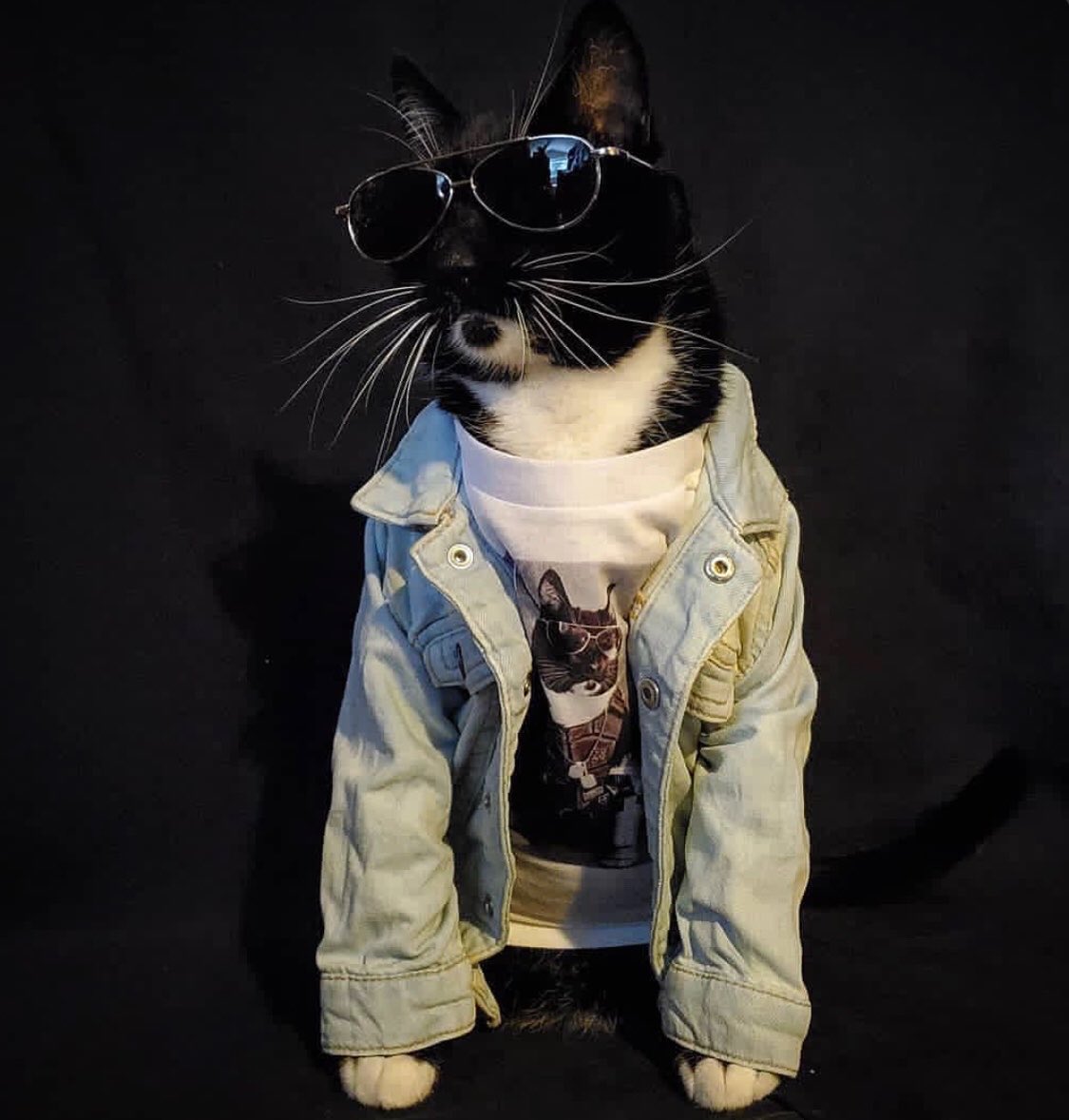 JustAGuyNick's tweet photo. Meow https://t.co/zIFhActAka