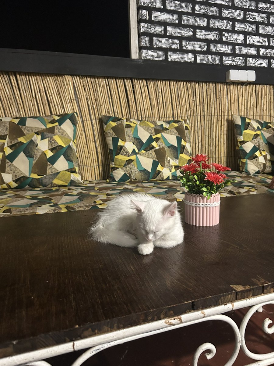aen9le's tweet photo. oui mon bébé tu imite à la perfection le pot de fleurs bravo j’ai presque pas cru te voir tellement tu le fais bien continue comme ça https://t.co/MNFwbDX8EW
