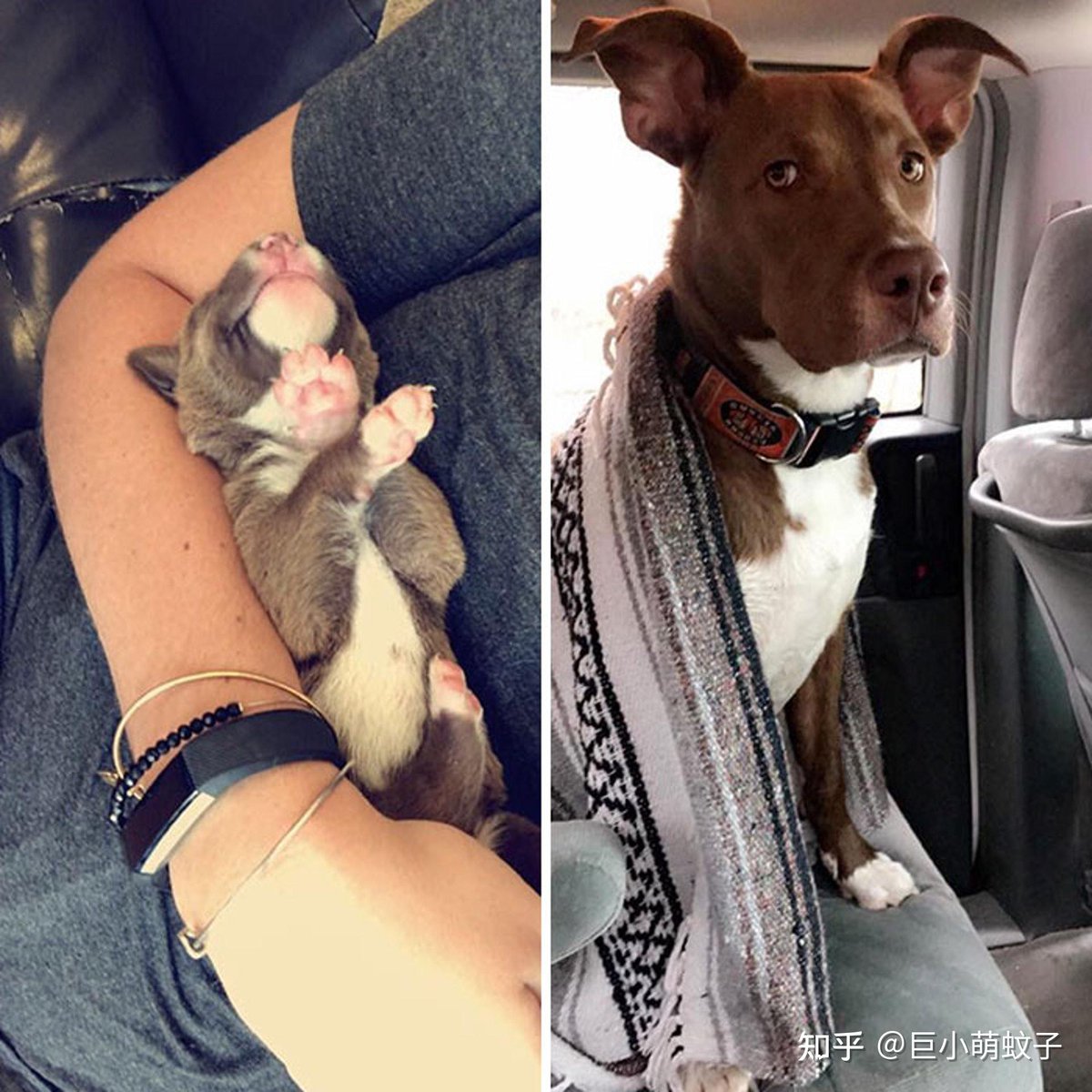 SolangeScoppuk's tweet photo. Watch my tiny pup go from wobbly first steps to zooming around the backyard in 6 months—this little angel’s growth hits different!， https://t.co/W8cR8F2qtt