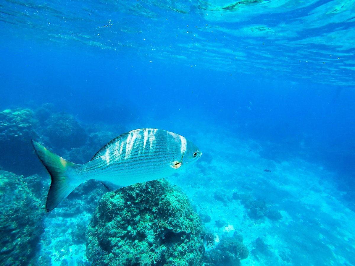 EmpireofVisuals's tweet photo. Underwater adventure https://t.co/w2WuVDoQbm