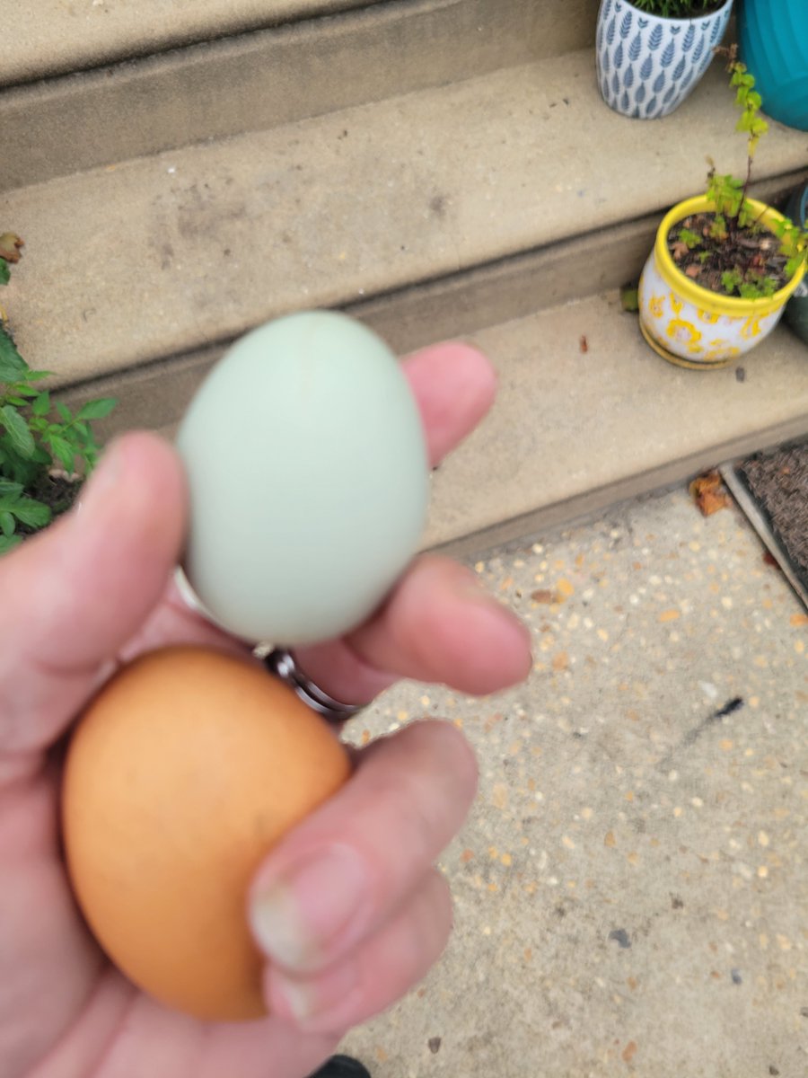 CroutonChicken's tweet photo. Mom just found Another mystery green egg today..
We're still not snitching..
Game on Brownie,  you're not the only layer in the coop 🥚🐔
#SeconEgg #FlockSecrets 
#SnitchesGetPecked https://t.co/dDYJ3kWxyy