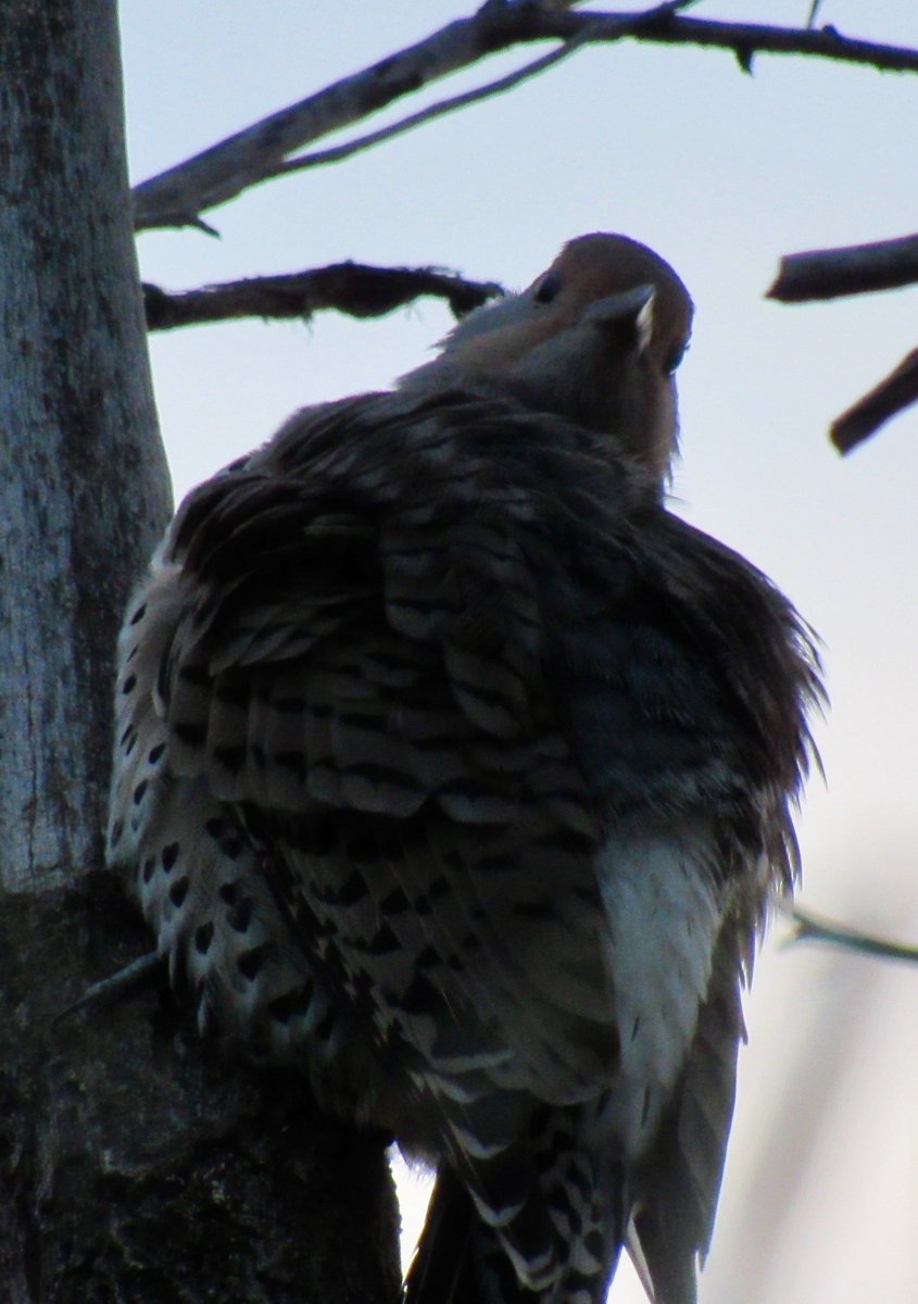 FirmBird's tweet photo. I saw this Flicker today (Friday). #WoodpeckerWiday #FlickerFriday https://t.co/4w40qoUer4