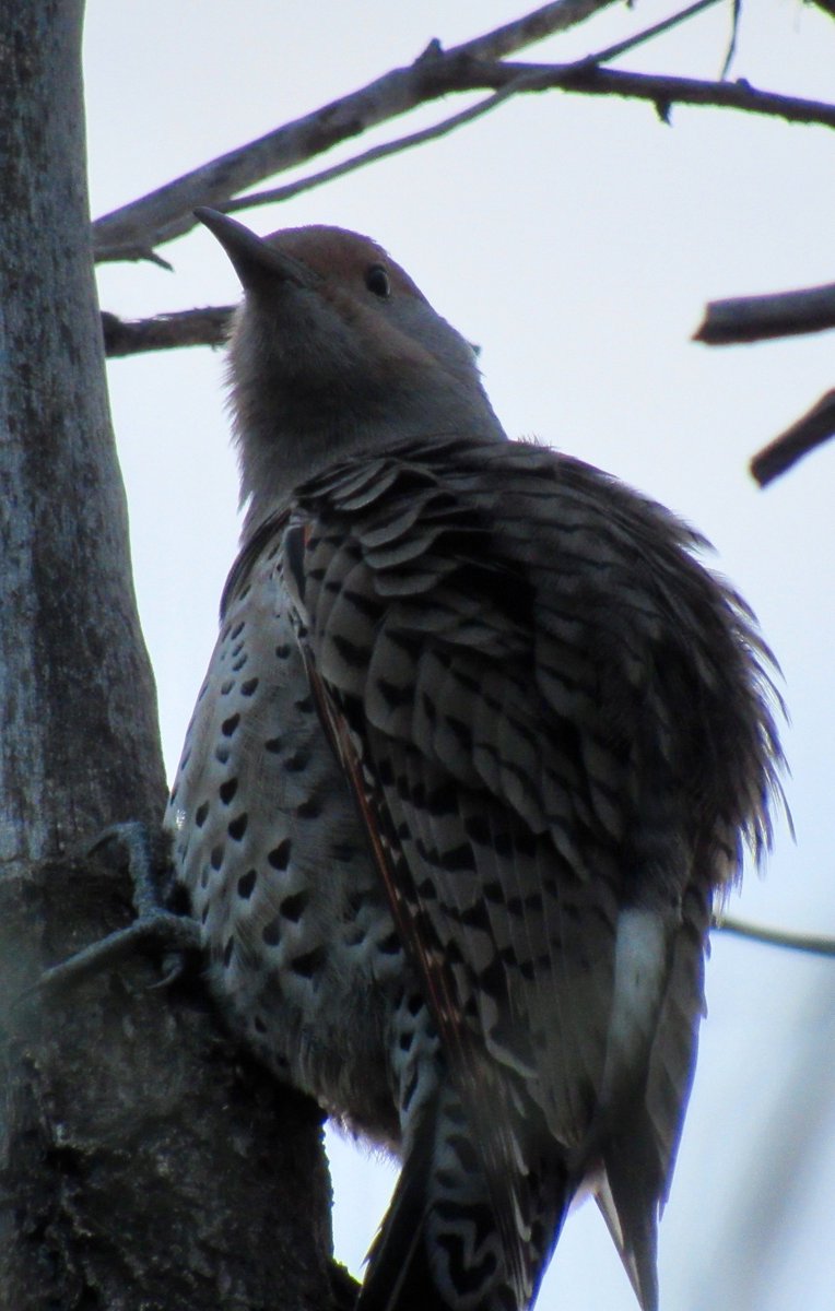 FirmBird's tweet photo. I saw this Flicker today (Friday). #WoodpeckerWiday #FlickerFriday https://t.co/4w40qoUer4