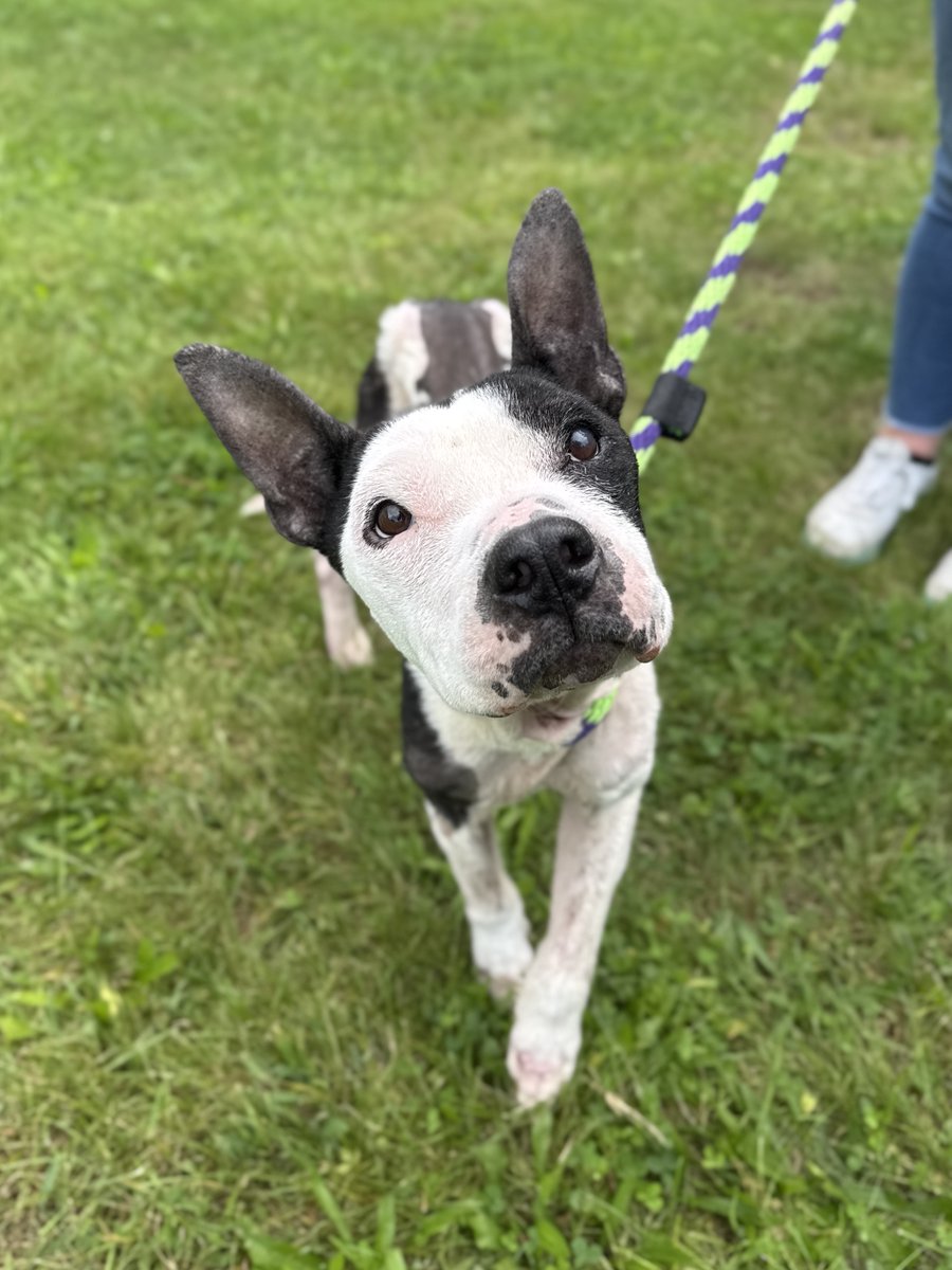 PSPCA's tweet photo. Her eyes say so much.

Corona has been through so much, but today her future is bright. She is in search of her forever family.

None of it would be possible without you.

Please consider making a donation to our lifesaving mission.

More: https://t.co/D3bRNwnGoC https://t.co/5IxIRxJvKS