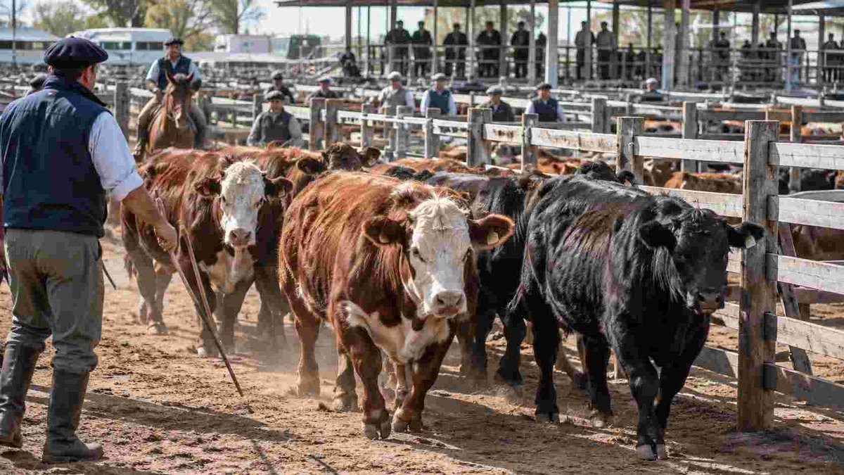RuralNetOficial's tweet photo. #Ganadería #ganaderíaargentina #haciendaenpie #MAG Precios de la hacienda: los valores definitivos del Mercado Agroganadero https://t.co/CxMo90ARkr https://t.co/eugbXORWuX