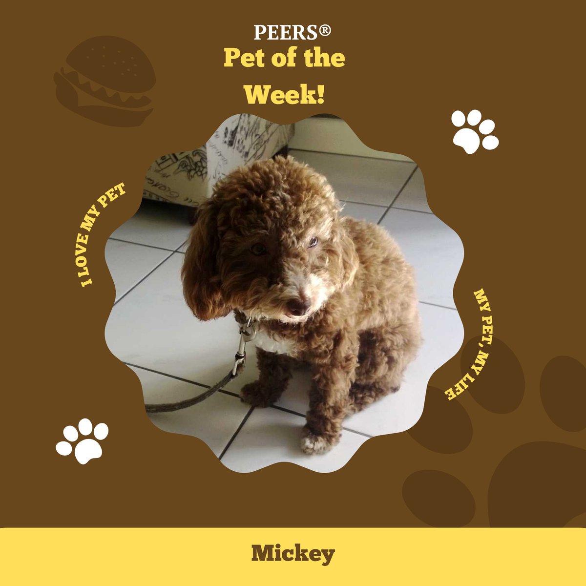 UCLAPEERS's tweet photo. This week's PEERS® pet of the week is Mickey, named after Mickey Mouse! Mickey belongs to our Clinic Coordinator, Sydney, and eats exclusively human food. He loves taking golf cart rides, playing with his owners, and standing on his hind legs for minutes at a time! https://t.co/BuiVDDfgBG